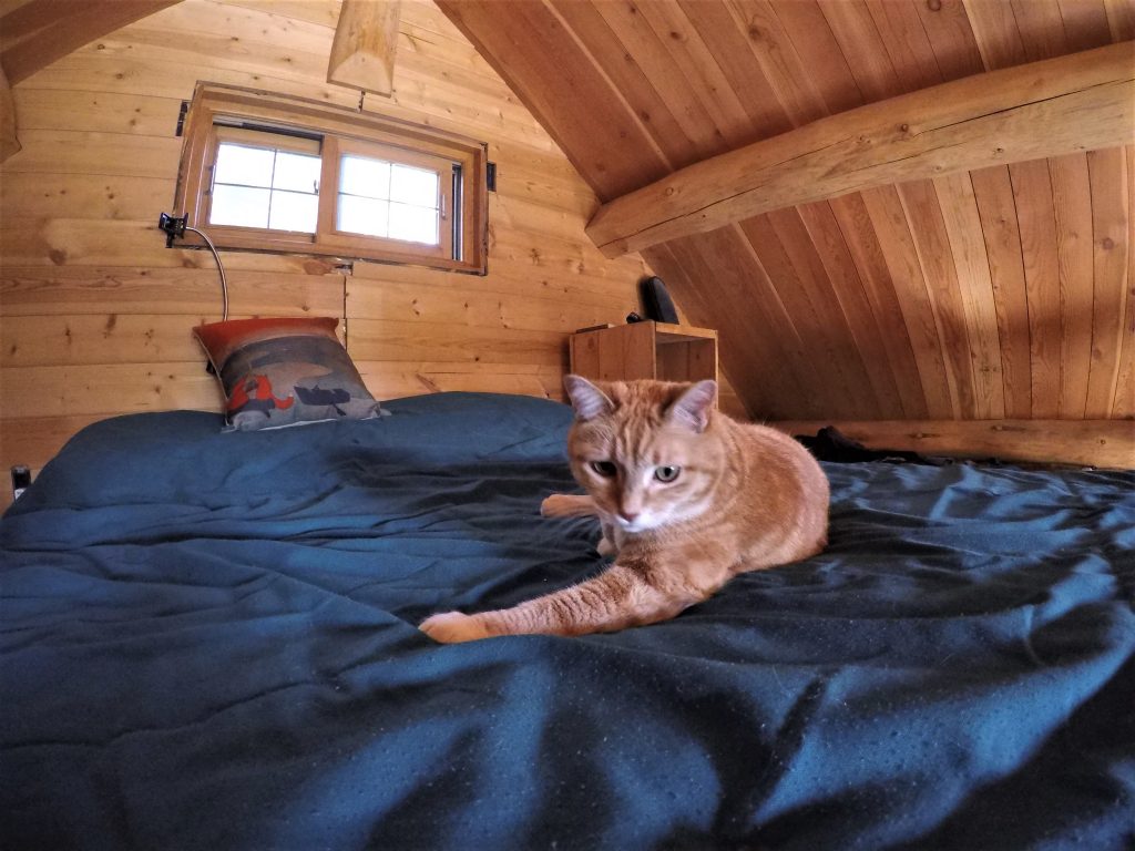 cute cat living in a small cabin in the mountains