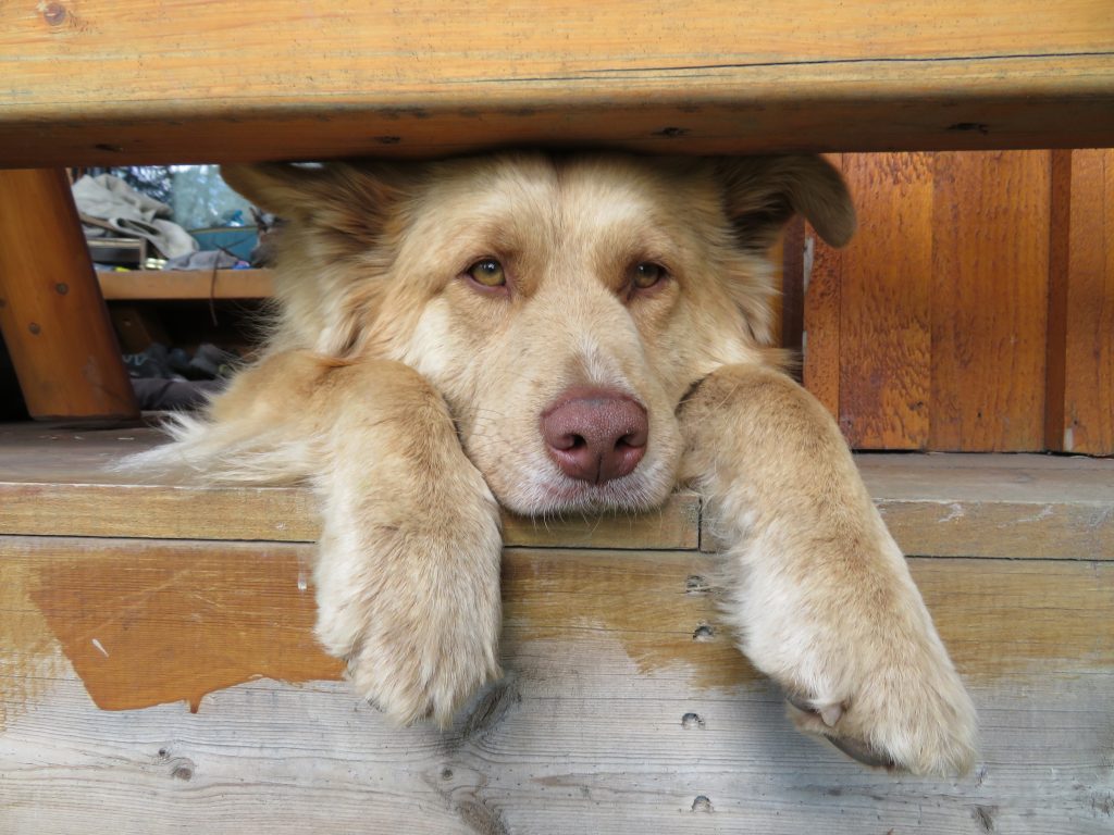 cute dog living in a small cabin in the mountains