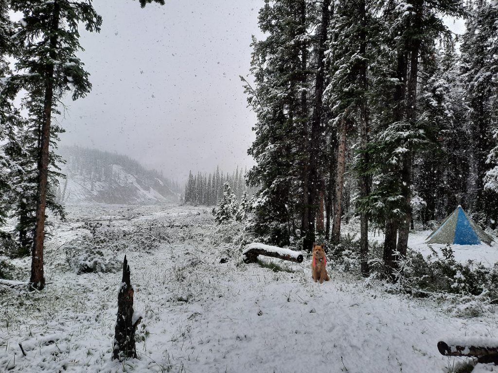 camping in snow with dog