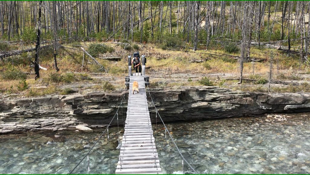 swinging bridge dog hiking