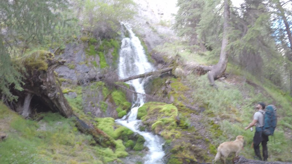 waterfall, dog