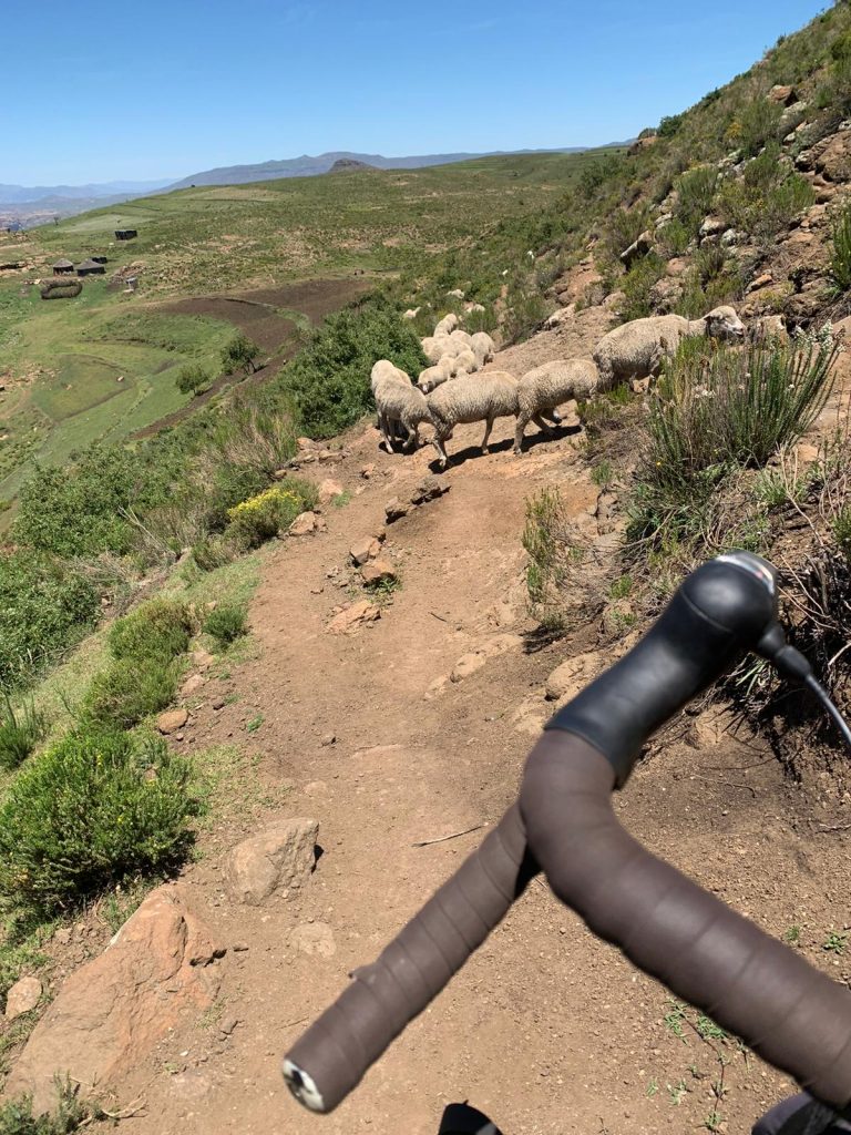 bikepacking, single track sheep, solving real problems