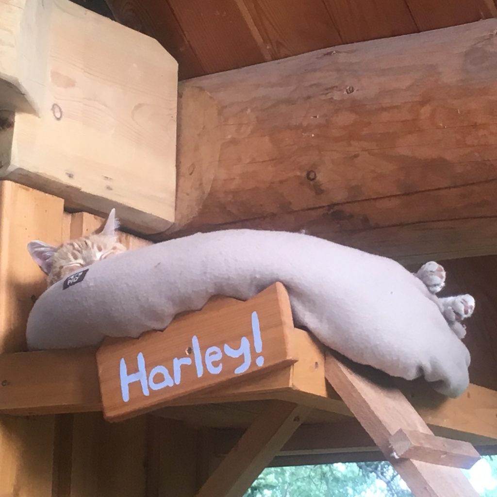 cat bed in a small cabin in the mountains