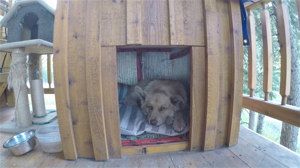 Cute dog in doghouse