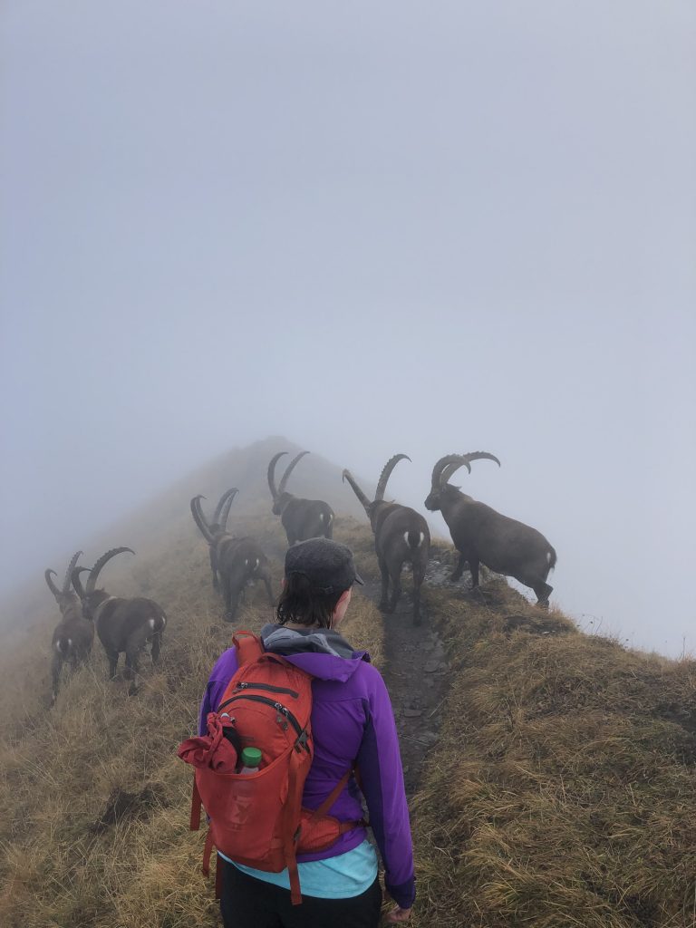 Ibex, person, Switzerland, mountains