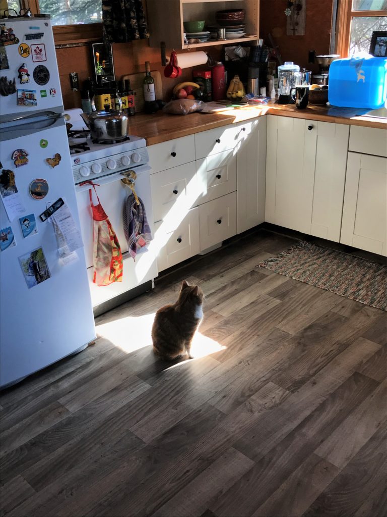 Cat in a sun beam