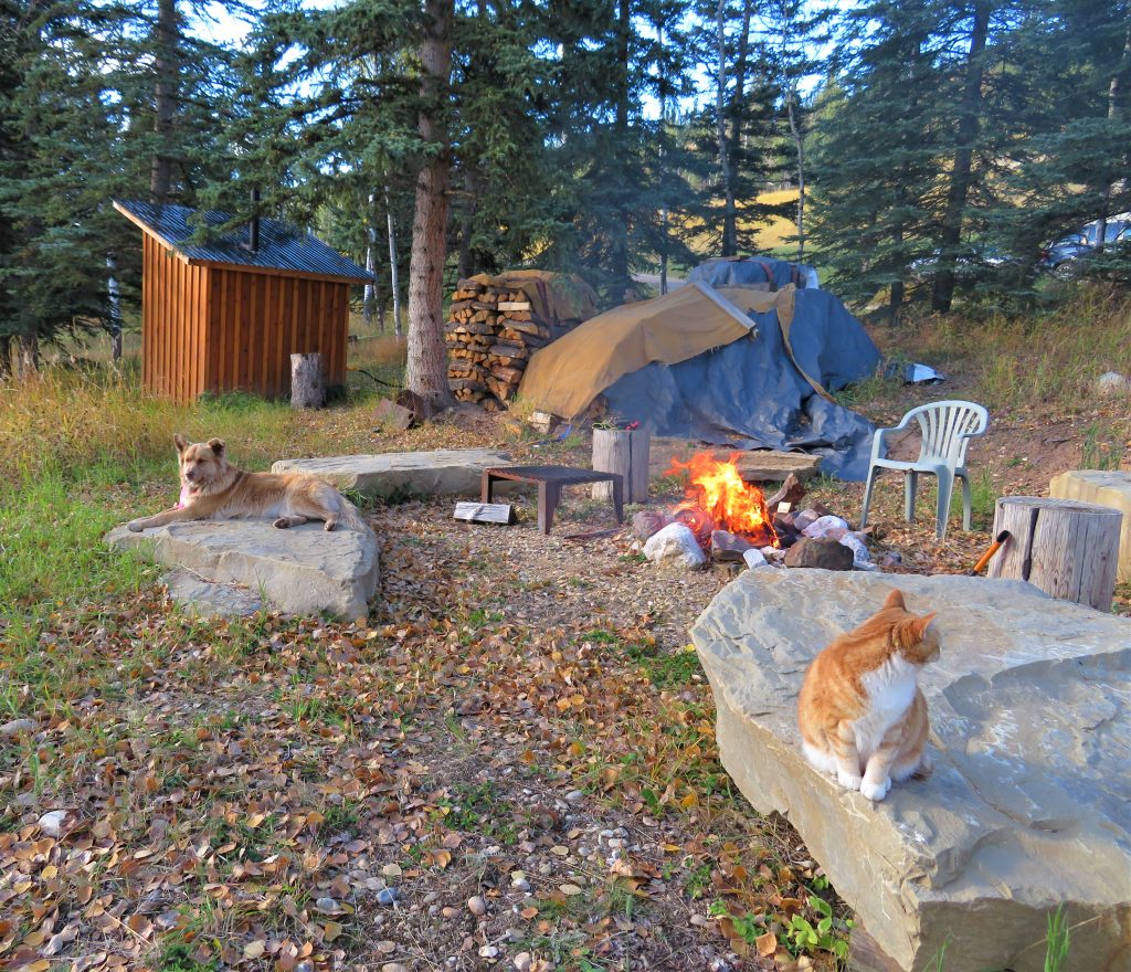 cat and dog sitting by a camp fire on big rocks