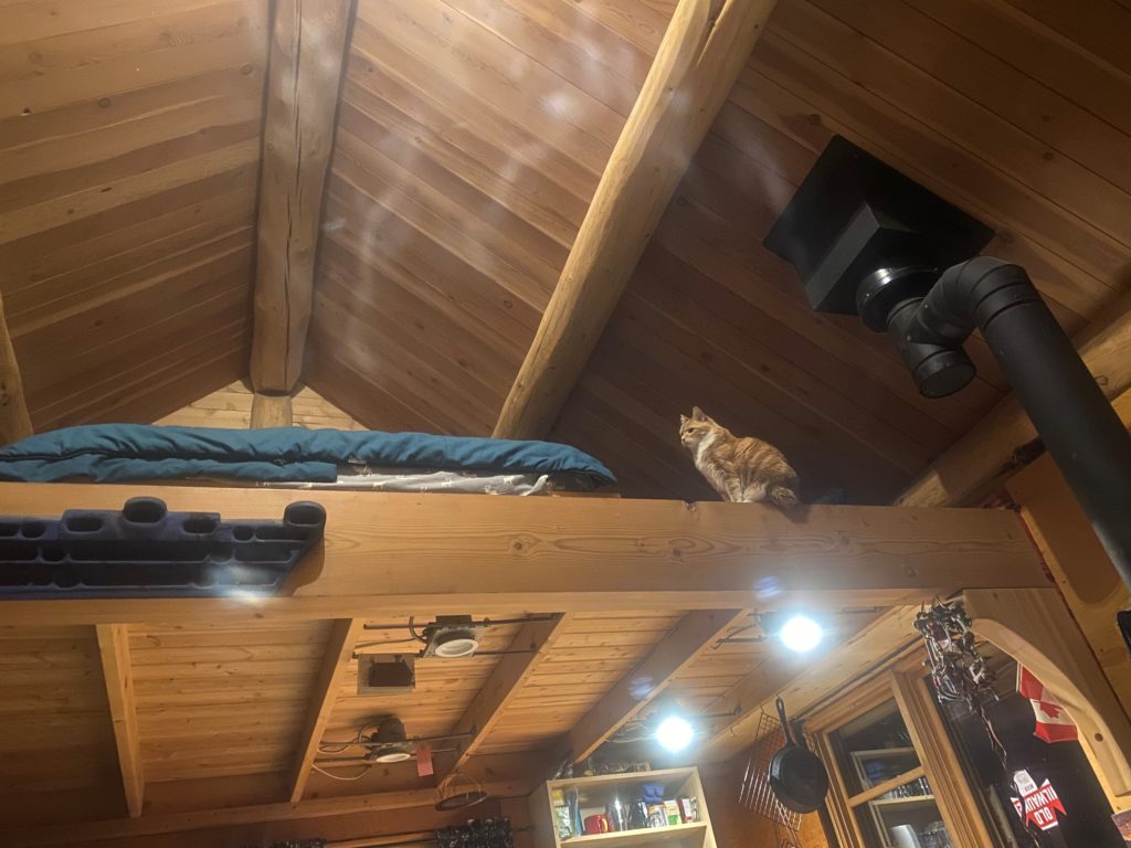 cat in a loft