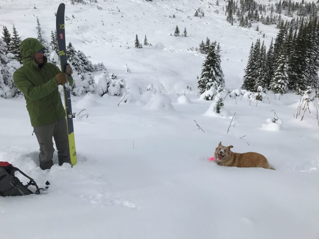 Backcountry skiing in the mountains with a cute dog