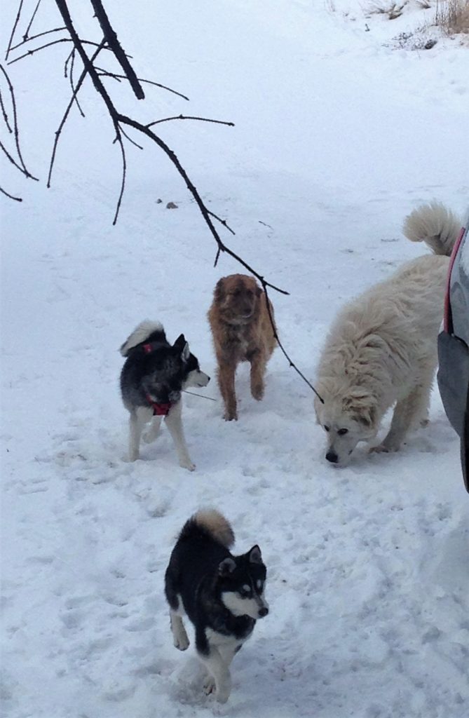 Workout Motivation - Dogs waiting for their run